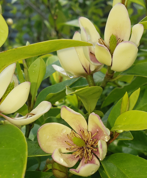 Hagiwara Everblooming Banana Magnolia, Banana Shrub