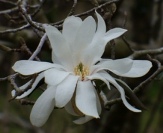 Royal Star Magnolia, Magnolia stellata 'Royal Star', M. kobus var stellata 'Royal Star'