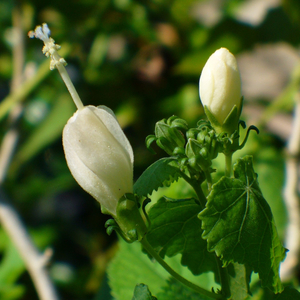 White Lightning Turk's Cap