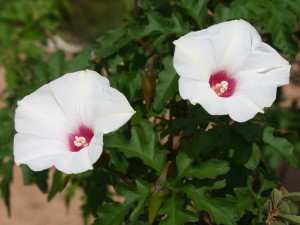 Alamo Vine, Noyau Vine, Correhuela De Las Doce, Cut-leaf Morning Glory