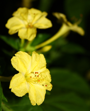 Yellow Four O'Clock, Marvel of Peru, Beauty of the Night