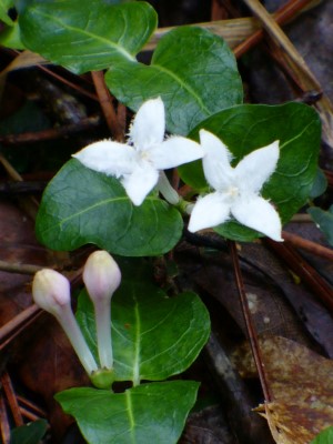 Partridgeberry, Twinberry, Running Box, Squaw Vine, Pigeon Plum, Two-Eyed Berry, Checker Berry