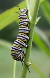 Butterfly Caterpillar Host Plants