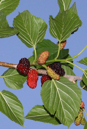 Illinois Everbearing Black Mulberry