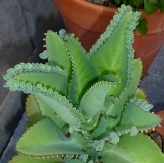 Mother of Thousands, Big Momma Kalanchoe