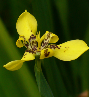 Yellow Walking Iris, Hand of God, Steyermark's Trimezia