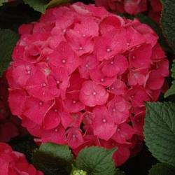 Next Generation® Red Sensation Bigleaf Hydrangea (Mophead, Repeat Flowering), French Mophead Hydrangea
