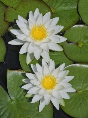 American White Waterlily, Fragrant White Waterlily, Beaver Root, Sweet Scented White Waterlily