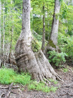 Water Tupelo, Blackgum, Sourgum, Cotton Gum, Swamp Tupelo, Water Gum, Wild Olive