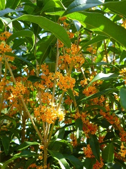 Osmanthus fragrans Orange 5 Graines Cold Hardy parfumé SWEET OLIVE TREE Arbuste 
