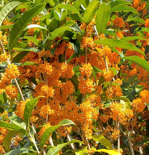 Orange Sweet Olive, Orange Tea Olive, Osmanthus