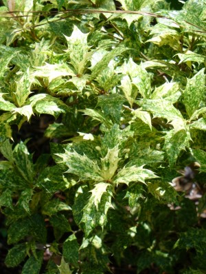 Goshiki Variegated Holly Leaf Tea Olive, Osmanthus