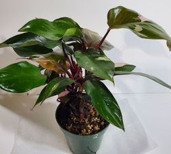 #2 Pink Princess Philodendron, Philodendron erubescens 'Pink Princess' #2