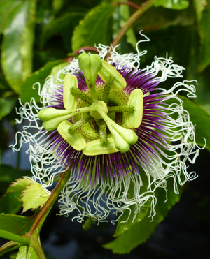 Possum Purple Fruiting Passion Vine, Passionflower