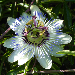 Bahama Blue Passion Flower, Passion Vine