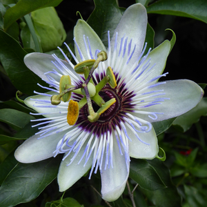 Clear Sky Passion Flower, Passion Vine