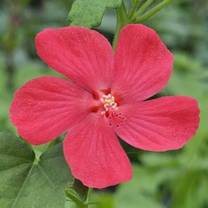 Red Dragon Rockrose, Pavonia