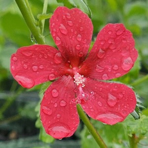 Red Dragon Rockrose, Pavonia
