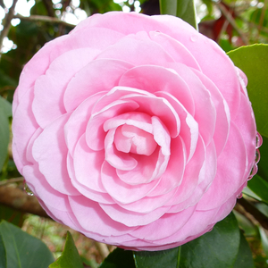 Pearl Maxwell Camellia