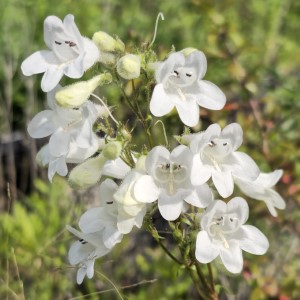 Foxglove Beardtongue, Mississippi Penstemon