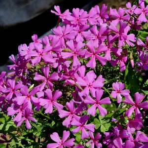 Texan Trailing Phlox