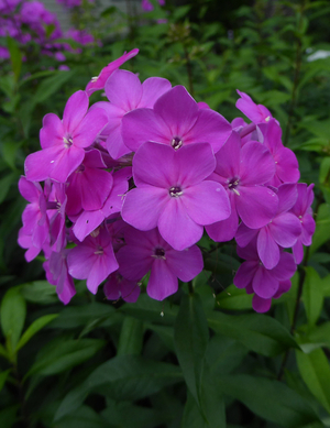 Texas Pink Garden Phlox, Summer Border Phlox, Fall Phlox