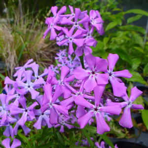 Dawn's Delight Pink Prairie Phlox, Savanna Phlox, Downy Phlox