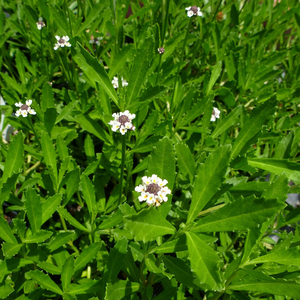 Frog Fruit - LA, Turkey Tangle Frogfruit, Fogfruit, Capeweed, Carpetweed, Matgrass, Grodverbena, Sawtooth Frogfruit, Lippia, Kurapia, Matchhead, Creeping Charlie, Turkey-Tangle, Matgrass