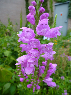 Correll's False Dragonhead, Obedient Plant