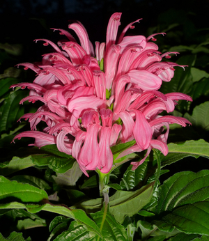 Pink Jacobinia, Brazilian Plume