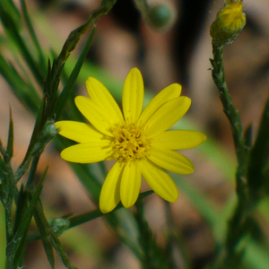 Narrowleaf Silk Grass, Grassleaved Goldenaster, Silver-Leaved Aster, Silky Goldenaster