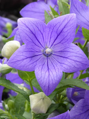 Sentimental Blue Balloon Flower, Japanese Bellflower, Korean Bellflower, Chinese Bellflower