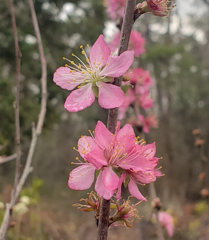 Hiromi Dwarf Afghan Cherry, Afghan Bush Cherry