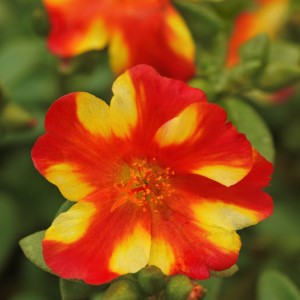 Rio Grande™ Citrus Crush Purslane, Portulaca