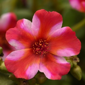 Rio Grande™ Frosted Strawberry Purslane, Portulaca