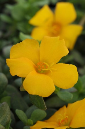 Rio Grande™ Yellow Improved Purslane, Portulaca
