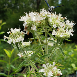 Hairy Mountainmint, Whorled Mountainmint