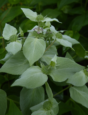 Clustered Mountain Mint, Bigleaf Mountain Mint, Short-Toothed Mountain Mint, Blunt Mountain Mint, Sage