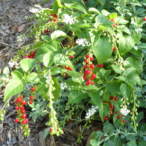 Pigeon Berry, Rouge Plant, Baby Peppers