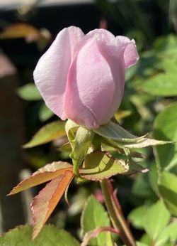 Cècile Brünner Rose, Mme. Cècile Brünner, The Sweetheart Rose