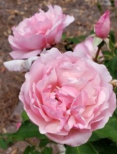 Duchesse de Brabant Rose