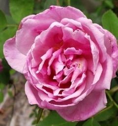 Grandmother's Hat Rose, Barbara Worl Rose, Cornet Rose, Mrs RG Sharmon- Crawford Rose, and Northside Pink Rose