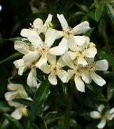 Snowflake White Lady Banks' Rose, Banksia Rose