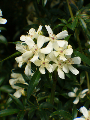 Snowflake White Lady Banks' Rose, Banksia Rose
