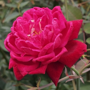 Craimoisi Superieur Rose