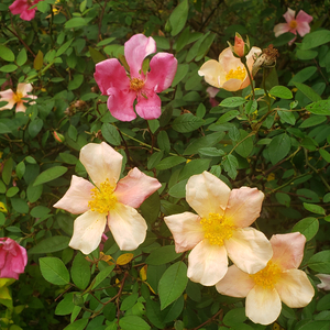 Mutabilis Rose, The Butterfly Rose