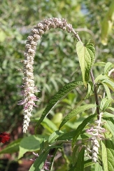 Weeping Buddleja, Weeping Rostrinucula