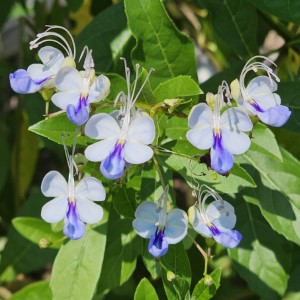 Blue Butterfly Bush, Blue Glory Bower, Blue Wings Bush, Blue Butterfly Clerodendrum
