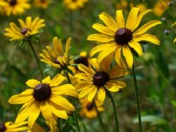 Black-Eyed Susan, Gloriosa Daisy, Rudbeckia