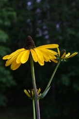 Great Coneflower, Cabbage-Leaf Coneflower